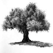 How to draw trees