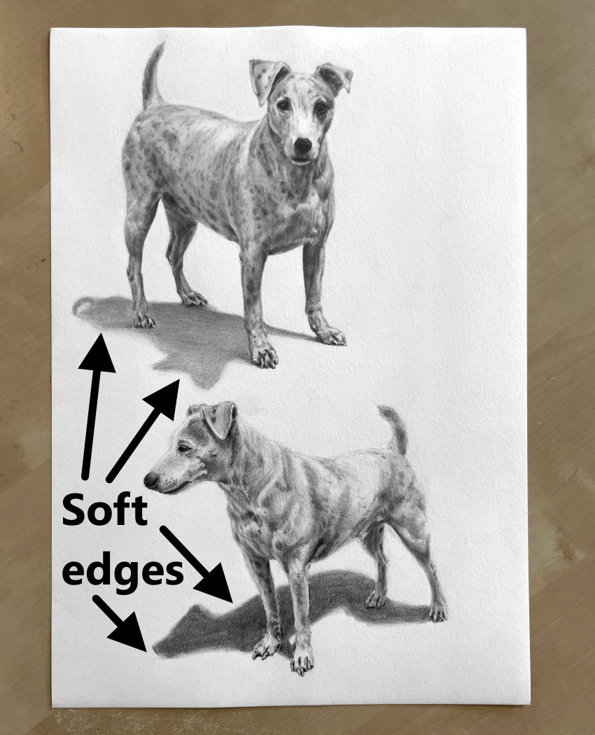 Realistic graphite drawing of two Jack Russell dogs