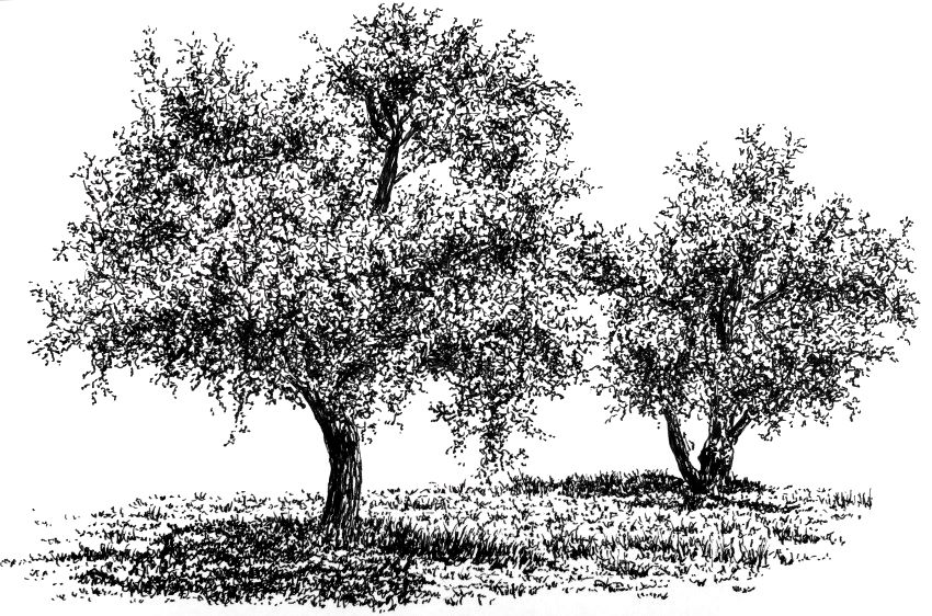Pen and ink drawing of two olive trees