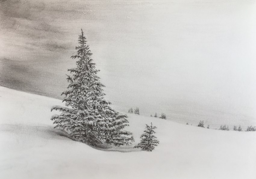 Pencil drawing of a Pine tree in the snow