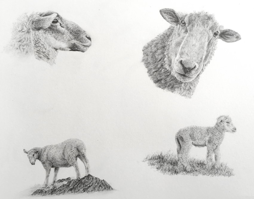Sheep realistic pencil drawings