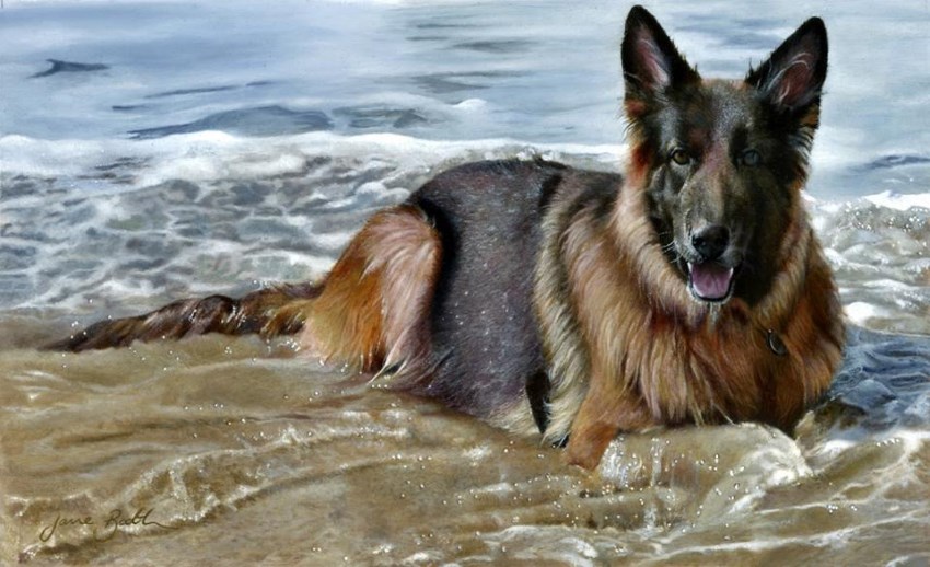 German shepherd dog portrait by Jane Booth