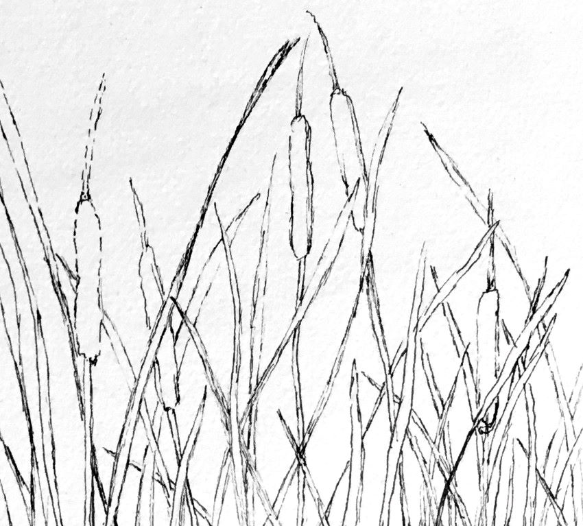Drawing outlines for cattail plants