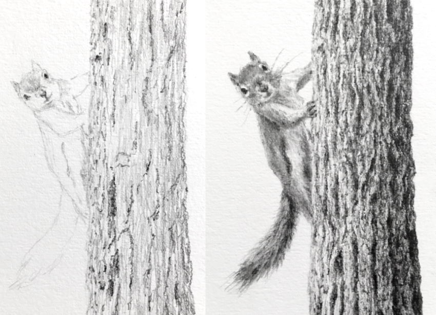 A drawing of a squirrel climbing a tree