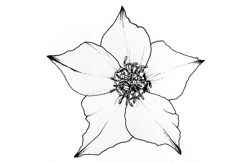 Pen and ink drawing of a hellebore flower