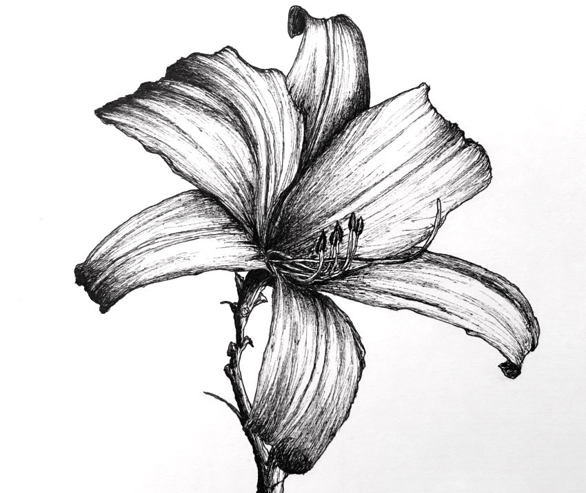 Pen and ink lily flower drawing