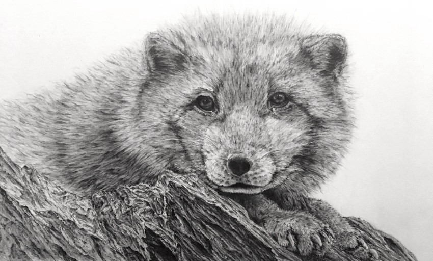 Realistic pencil drawing of an Arctic fox