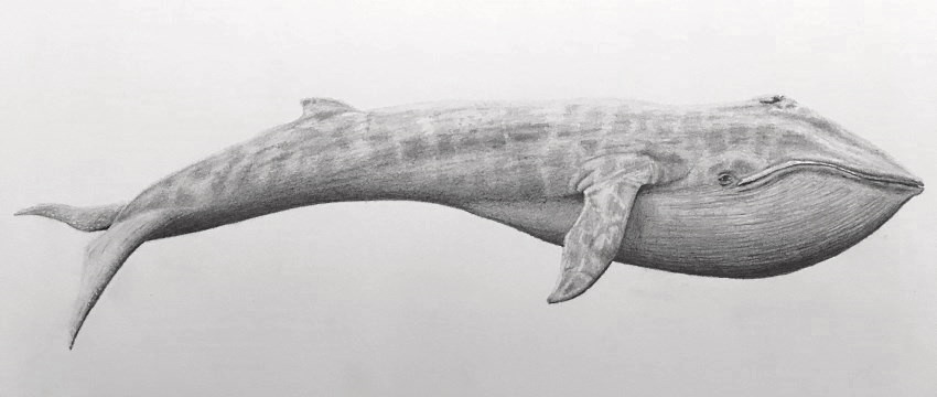 blue whale realistic pencil drawing