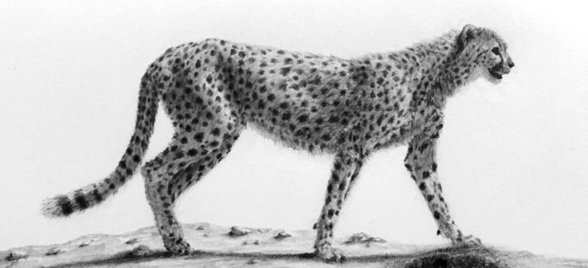 Cheeta realistic graphite drawing