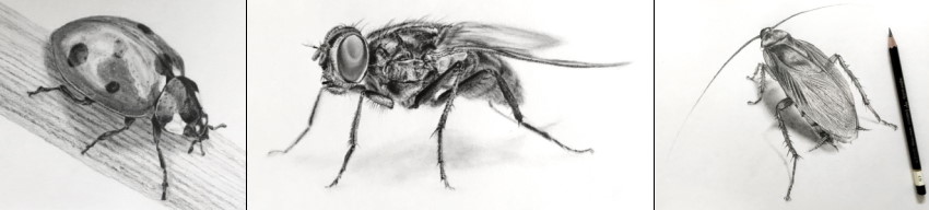 Examples for realistic drawing of insects