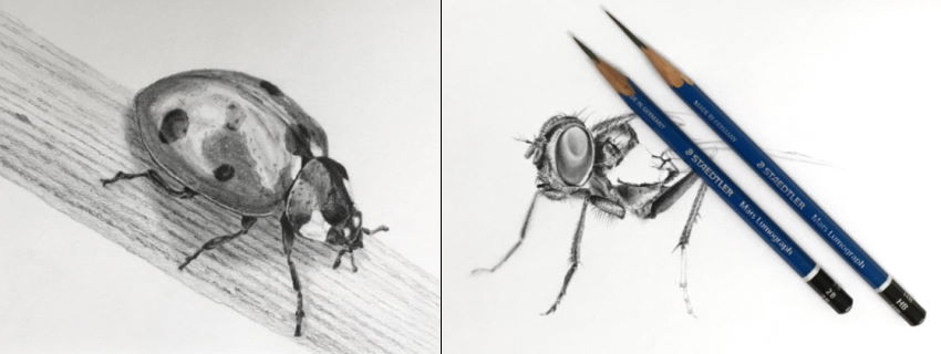 Drawing examples of realistic insects