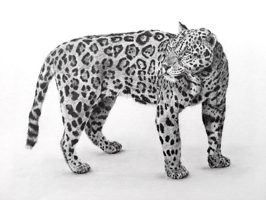 Realistic pencil drawing of a jaguar