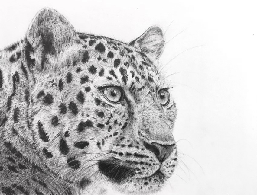 Realistic pencil drawing of a leopard head