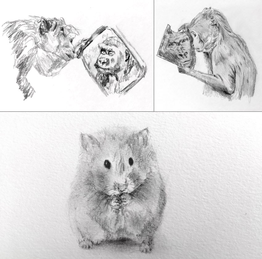 Monkeys and hamster pencil sketches