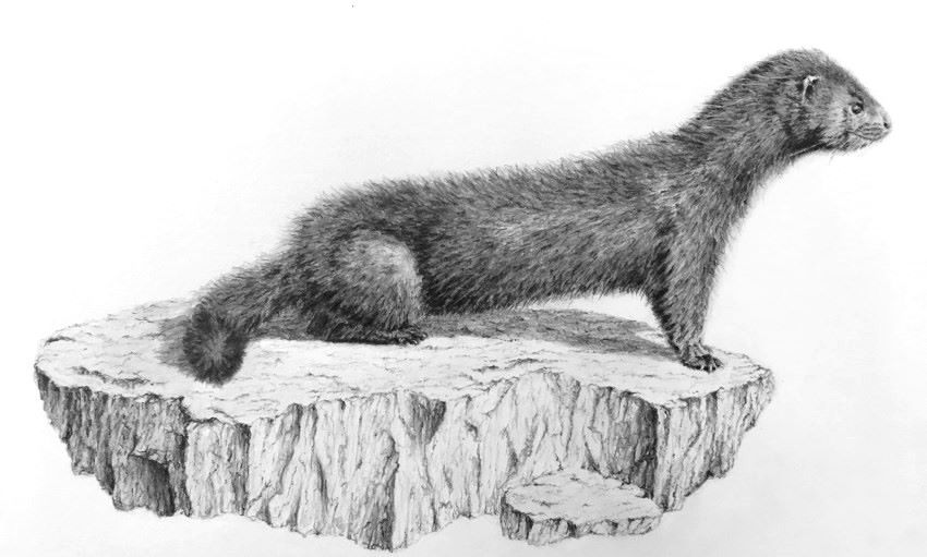 Realistic pencil drawing of a mink