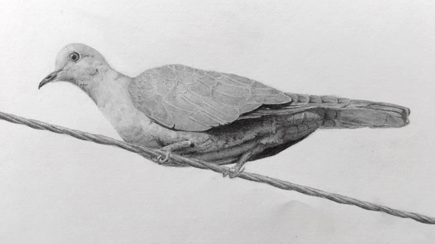 Realistic pencil drawing of a pigeon