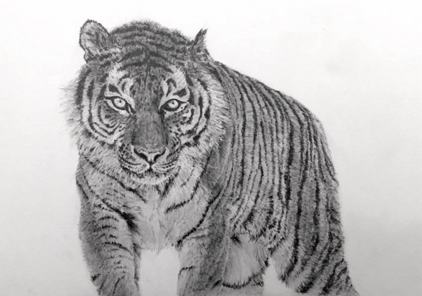 Realistic pencil drawing of a tiger