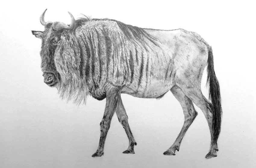 Pencil drawing of a wildebeest